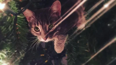 Последняя фишка в Instagram: коты в елках