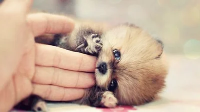 Докази, що тварини - кращі за людей