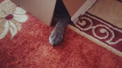 Ці коти хочуть стати твоїм новорічним подарунком