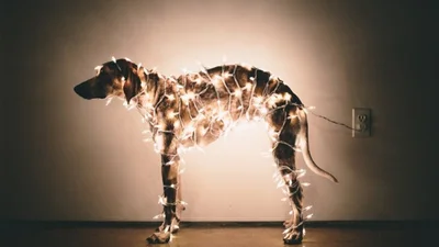 Тварини, яких використовували замість новорічних прикрас