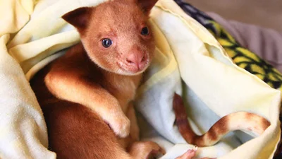 Самые милые животные из Австралии 2015