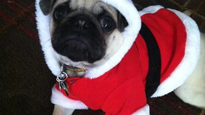 До свята готовий: улюбленці в новорічному вбранні