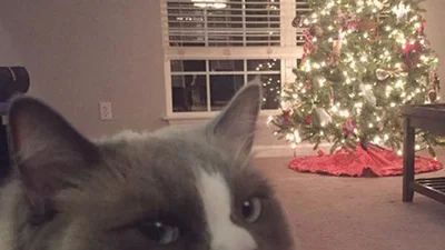 Коти, які просто не розуміють цей ваш Новий Рік