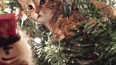 Коты, которые слишком сильно подружились с новогодней елкой