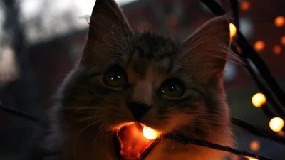 Тварини vs. новорічна ялинка: коти мстять гірлянді