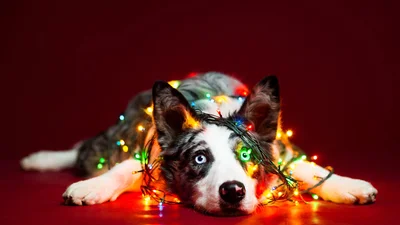 Собаки, які вже почали підозрювати про наближення свят