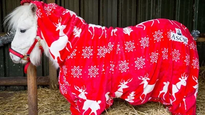 Святкова піжама, яка зігріває крихітку поні