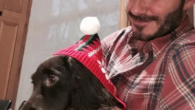 Собака Бекхемов теперь имеет свою страницу в Instagram