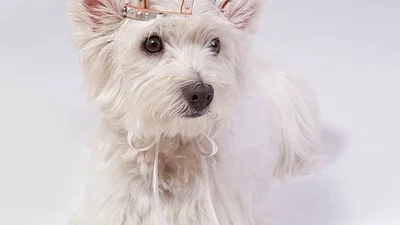 56 тварин, у яких стильніший Інстаграм, ніж у тебе