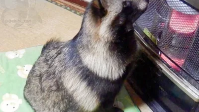 Шалено няшний єнот думає, що він - собака