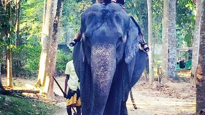 Джамала подружилась со слоном на Шри-Ланке