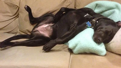 Ці фото доводять, що люди просто обожнюють собак