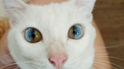 В глазах этой кошки можно увидеть Вселенную
