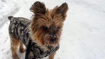 Милі песики тягнуться від снігу