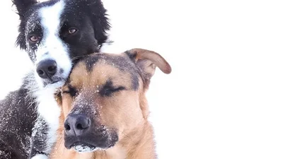 Эти собаки-обнимаки растопят ваше зимнее сердце