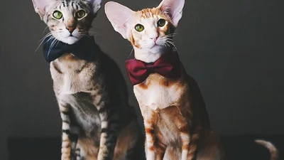 На кого подписаться в Инстаграме: блог кошек-ориенталов