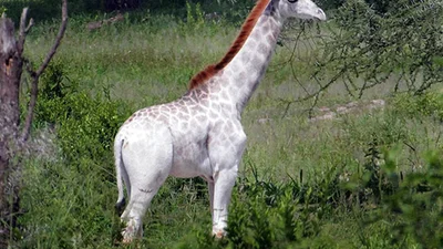 Чудо природы: в Танзании засекли белого жирафа