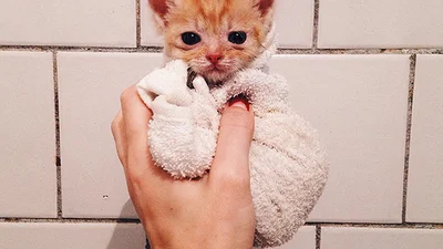 Рыжики-братья никогда не разлучаются