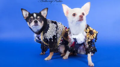 Маленькие собачки в костюмах матадоров 