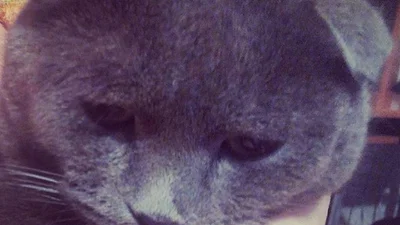 Зимова печалька: ці коти злегка зажурилися