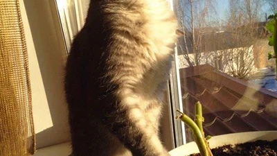 Тварини, які чекають весни більше, ніж ти