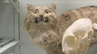 Невдалі опудала тварин, які доводять до сліз