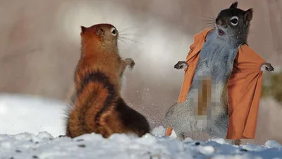 Дві білки-забіяки стали зірками інтернету