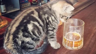 Паб в Британии приглашает на пиво и котиков