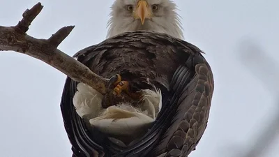 Дивний ракурс тварин, який вас неабияк здивує