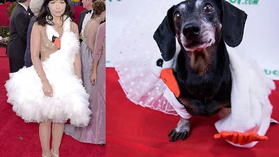 Собак нарядили в самые неудачные наряды в истории Оскара