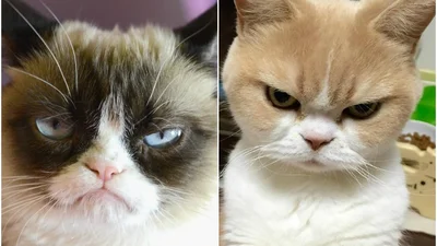Японский вечно сердитый кот Коюки попускает угрюмого кота