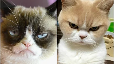 Японський вічно сердитий кіт Коюкі попускає похмурого кота