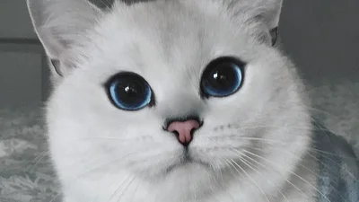 У этого кота самые красивые глаза в мире
