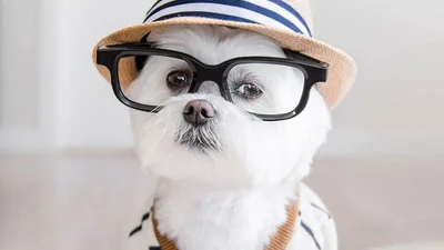 Цей собака-хіпстер одягається краще, ніж ти