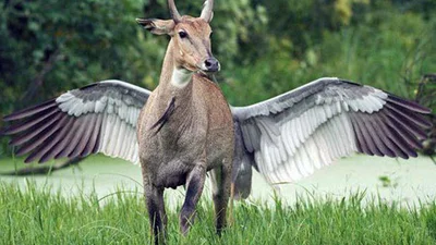 Эти забавные фото сделали ну в очень подходящий момент