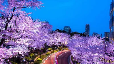 Цветение сакуры - самое фантастическое зрелище в мире природы