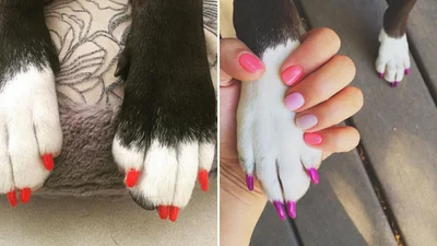 У цих тварин манікюр кращий, ніж у тебе