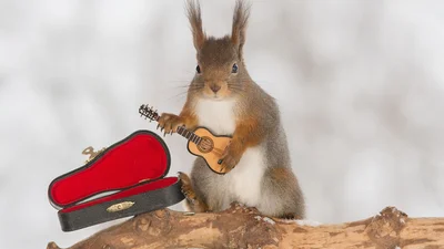 Хлопець фотографує білочок із музичними інструментами