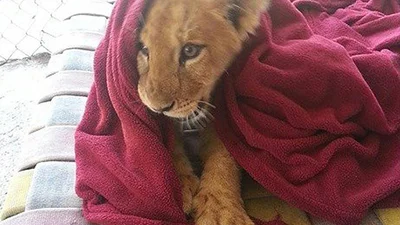 Лапочка-лев с детства не расстается с одеялком