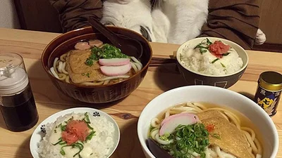 Ці коти люблять їжу більше, ніж людей