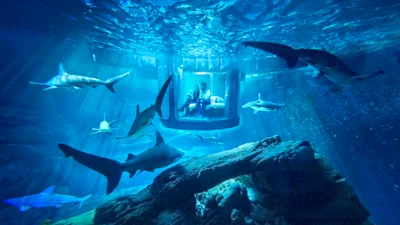 В Париже можно пожить в аквариуме среди акул