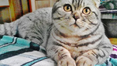 Пухнаста новина: такий вигляд мають котики наших читачів