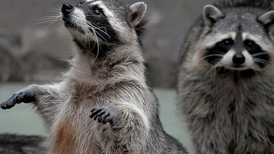 100 фотографій єнотів, які змусять вас голосно сміятися