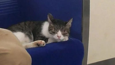 Цей кіт сам їздить у метро і не боїться людей
