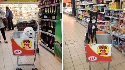 В Італії можна шопитись в супермаркеті з собакою