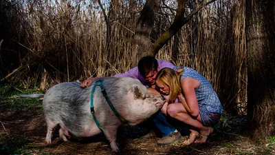 Дуже дивна фотосесія пари з улюбленцем - свинею
