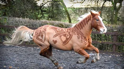У світі поширюється мода на "дизайнерських" коней