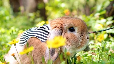 Цей пасхальний кролик здивує вас своїми нарядами