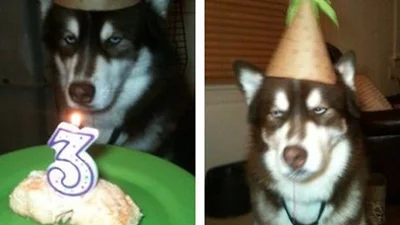 Нарешті виговорилися: тварини, яких все дістало