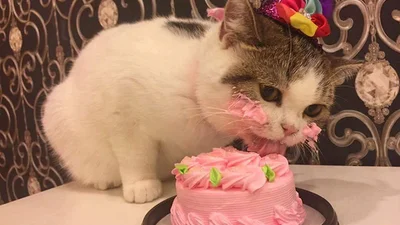 Кіт поласував тортом і повеселив весь інтернет